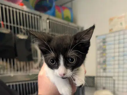Flower - Domestic Short Hair