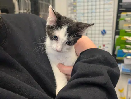 Thumper - Domestic Short Hair