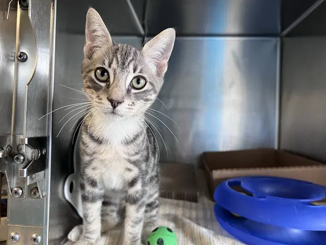 Zachary - Domestic Short Hair