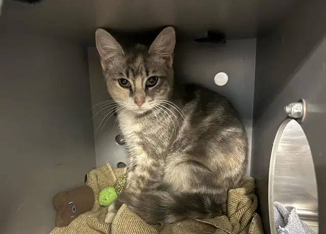 Phoenix - Domestic Short Hair