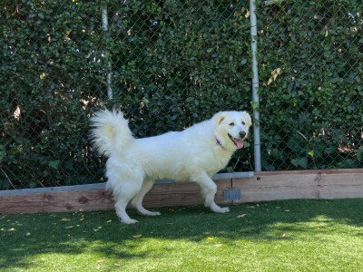 picture of the dog needing adoption