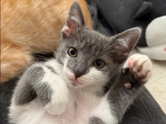 Bleu