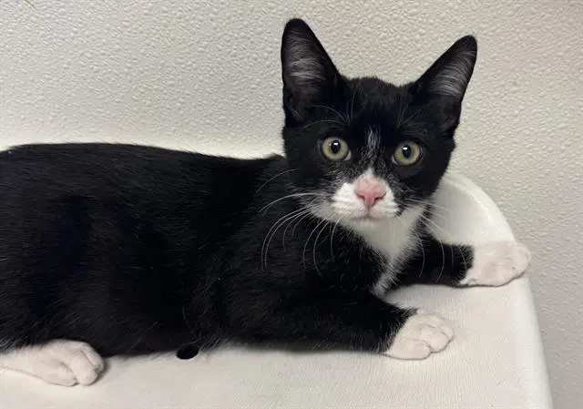 Puffin - Domestic Short Hair