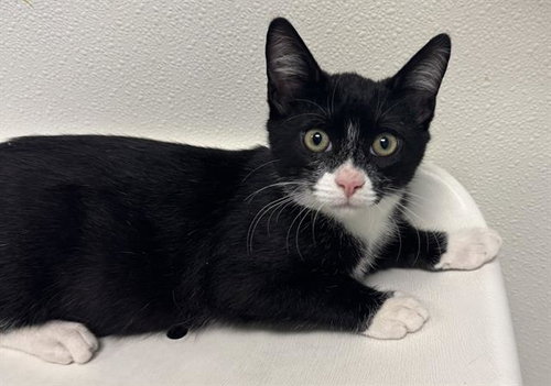 picture of the cat needing adoption