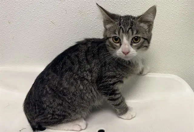 Mackarel - Domestic Short Hair