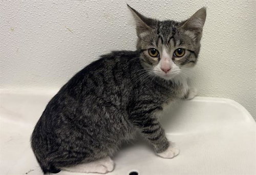picture of the cat needing adoption