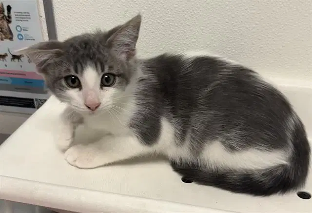 Otter - Domestic Short Hair