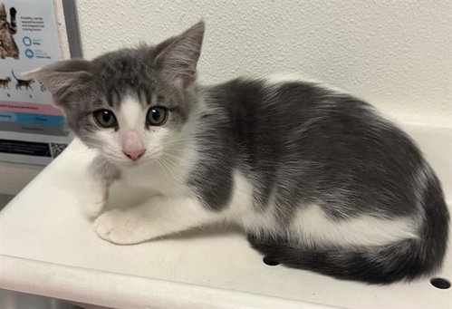 picture of the cat needing adoption
