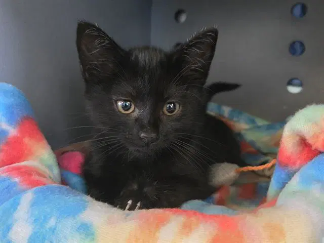 Wasabi - Domestic Short Hair