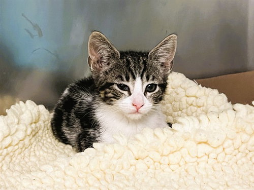 picture of the cat needing adoption