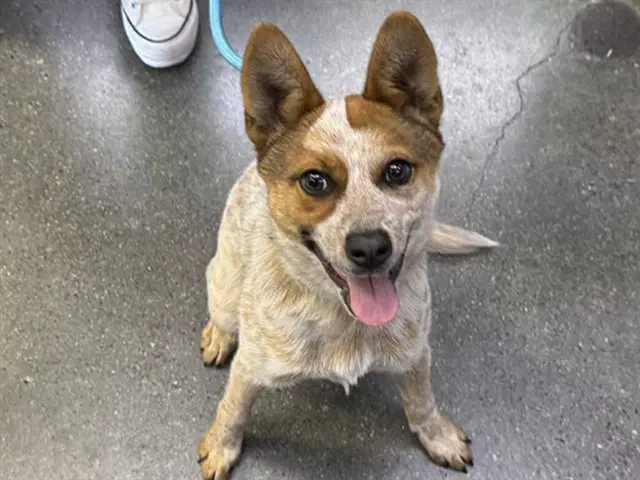 Pebbles - Australian Cattle Dog/Blue Heeler