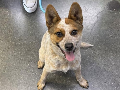 picture of the dog needing adoption