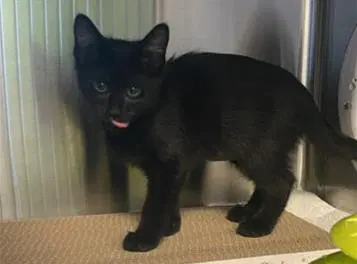 Baby Bacon - Domestic Short Hair