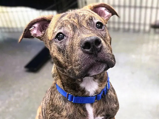 Thea - Pit Bull Terrier
