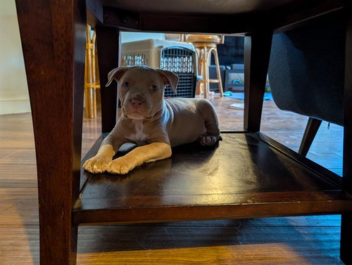 picture of the dog needing adoption