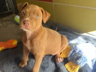 Mj - Pit Bull Terrier