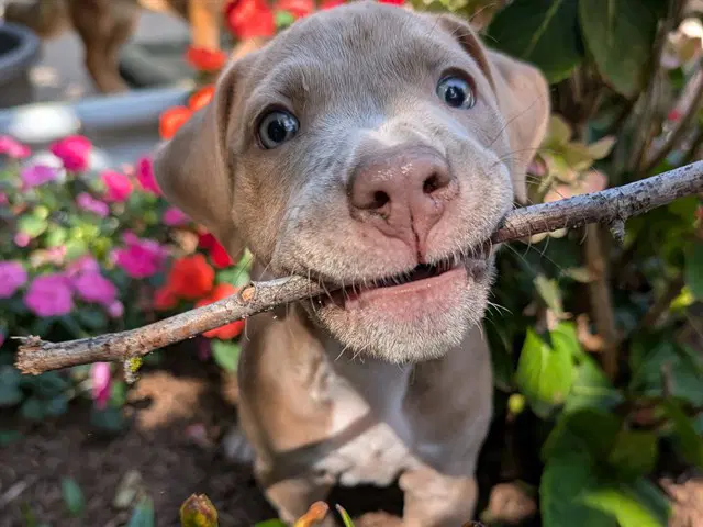 Donut - Pit Bull Terrier