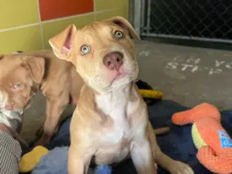 Gwen Stacy - Pit Bull Terrier