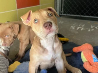 Gwen Stacy