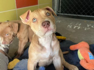 picture of the dog needing adoption
