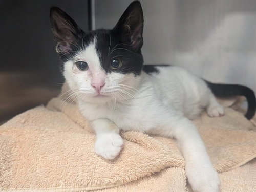 picture of the cat needing adoption