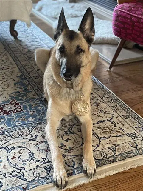 Jessie - German Shepherd Dog