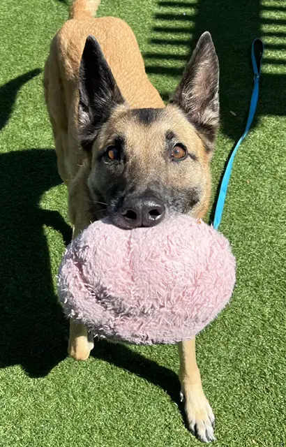 Jessie - German Shepherd Dog