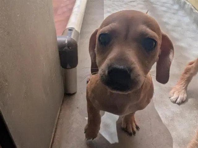 Index Card - Terrier