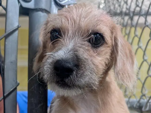 Glue Stick - Terrier