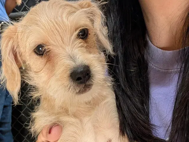 Notebook - Terrier