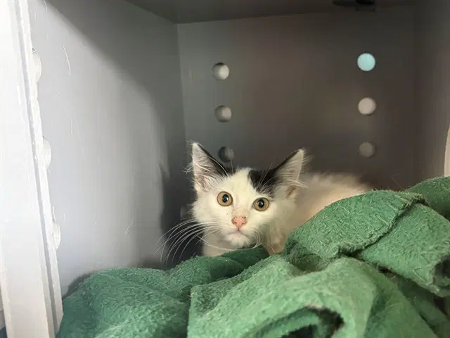 Emma - Domestic Medium Hair