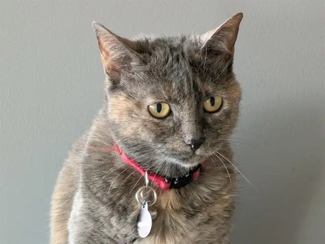 Tika - Domestic Short Hair