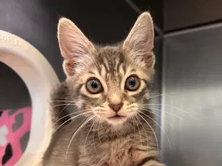 Lasagna - Domestic Short Hair