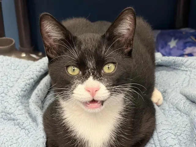 Puffin - Domestic Short Hair