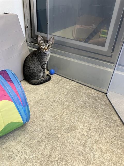 LEO, a cat for adoption from Pets In Need