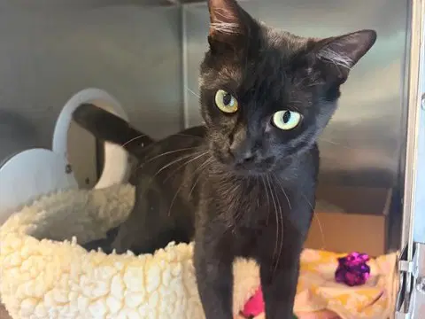 Antonio - Domestic Short Hair