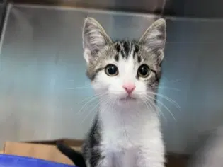 Tessie - Domestic Short Hair