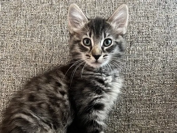 Jolene - Domestic Medium Hair