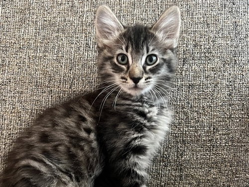 JOLENE, a cat for adoption from Pets In Need