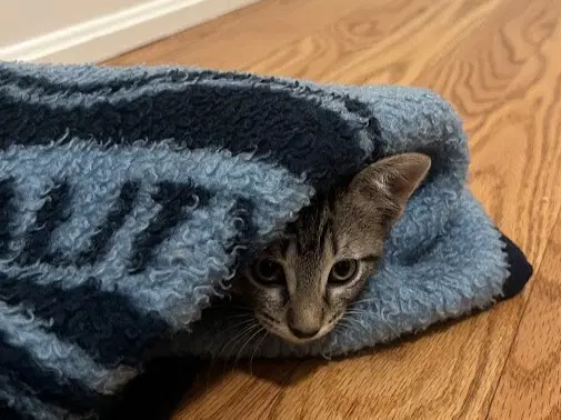 Kenny - Domestic Short Hair
