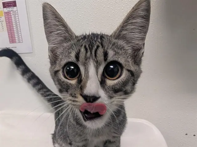 Custard - Domestic Short Hair