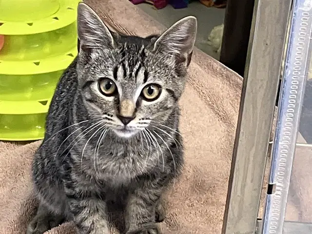 Crumpet - Domestic Short Hair