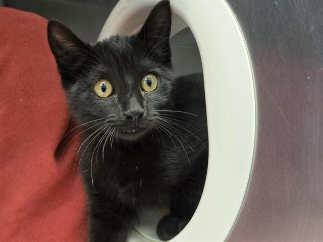 Fruit Bat, Domestic Short Hair
