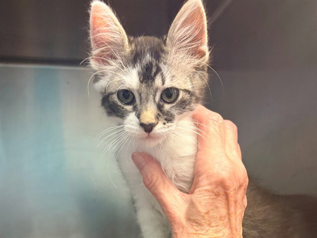 Frankie, Domestic Medium Hair