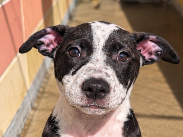 Sage, Australian Cattle Dog/Blue Heeler