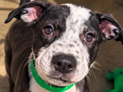 ROPER, a dog for adoption from Pets In Need