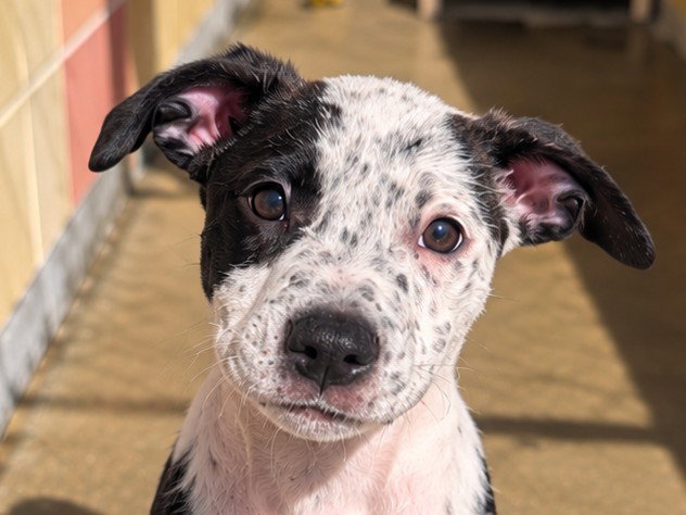 Dakota, Australian Cattle Dog/Blue Heeler
