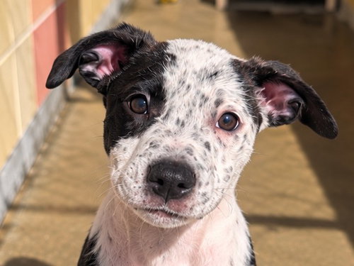 DAKOTA, a dog for adoption from Pets In Need