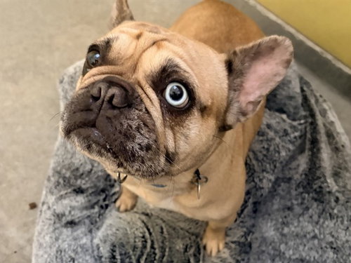 CHONKETTE, a dog for adoption from Pets In Need