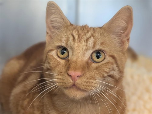 PUMPKIN PIE, a cat for adoption from Pets In Need